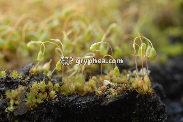 Mousses (Funaires, Funaria hygrometrica) - gryphea.org